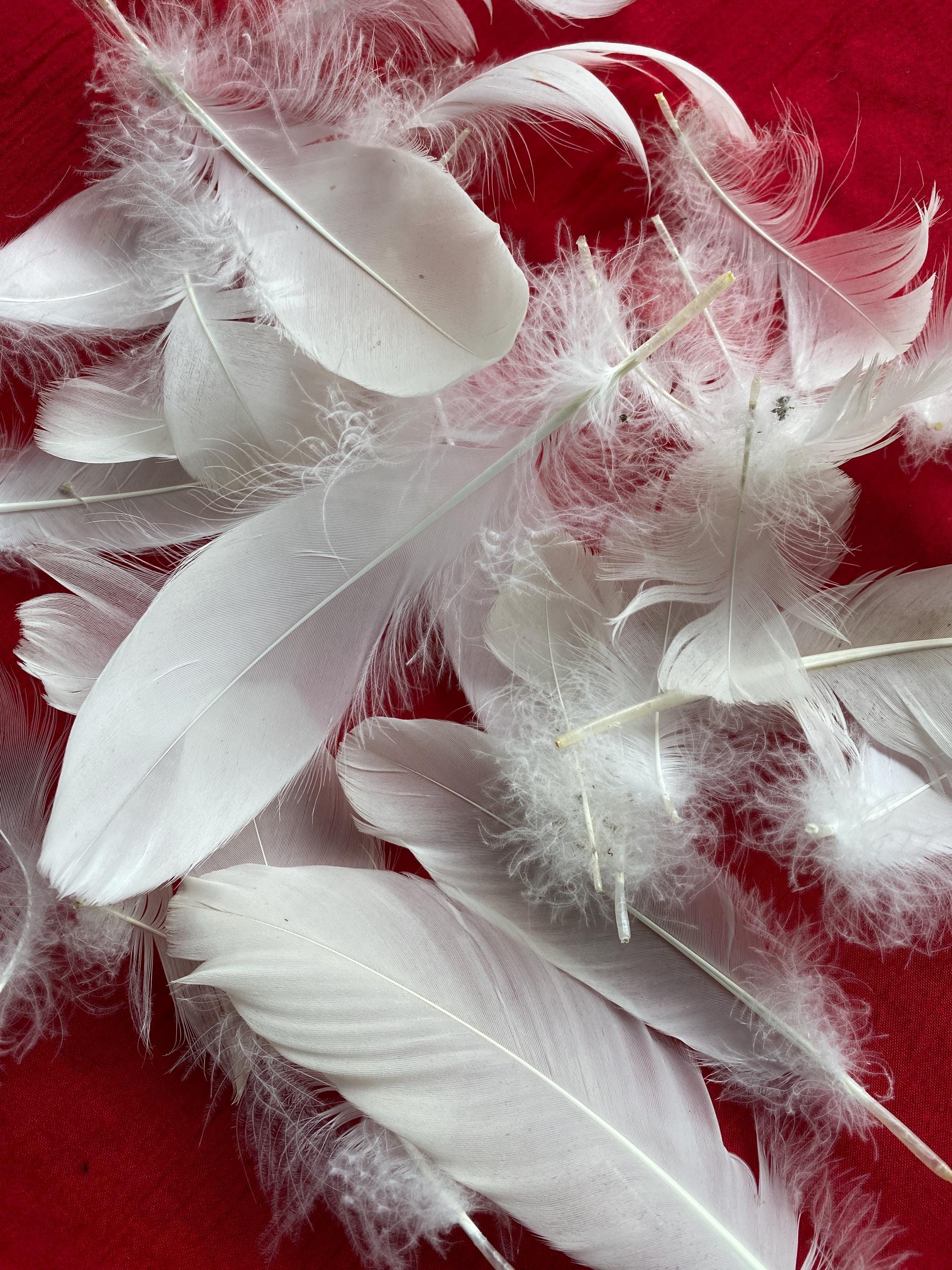 5枚の白い白鳥の羽根の天使の純粋さ、希望、平和、保護 - Etsy 日本