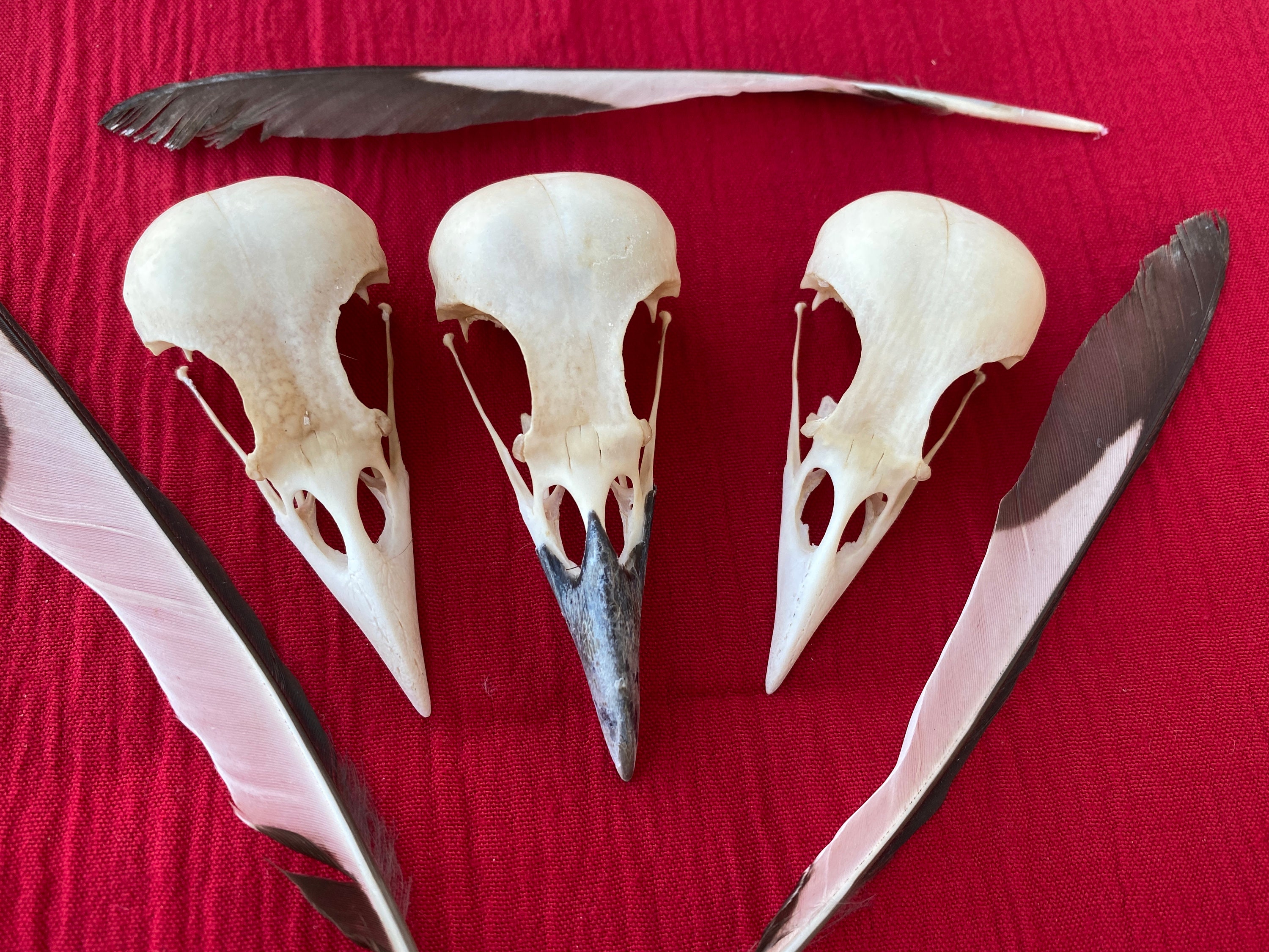 A Single Magpie Skull and Feathers Bones - Etsy