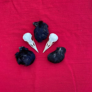 Peut inclure: Quatre crânes d'oiseaux, deux blancs et deux noirs, disposés en cercle sur un fond de tissu rouge.