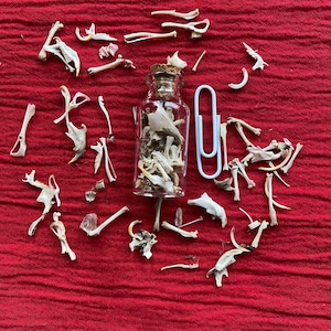 May include: A small glass bottle filled with dried mushrooms, surrounded by scattered bones and a large white paperclip, set against a red fabric background. The bottle has a cork stopper.