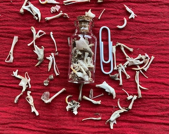 25 winzige Knochen von Nagern