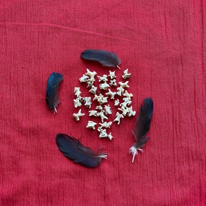 Ten Carrion Crow Spine Bones for Jewellery Crafts