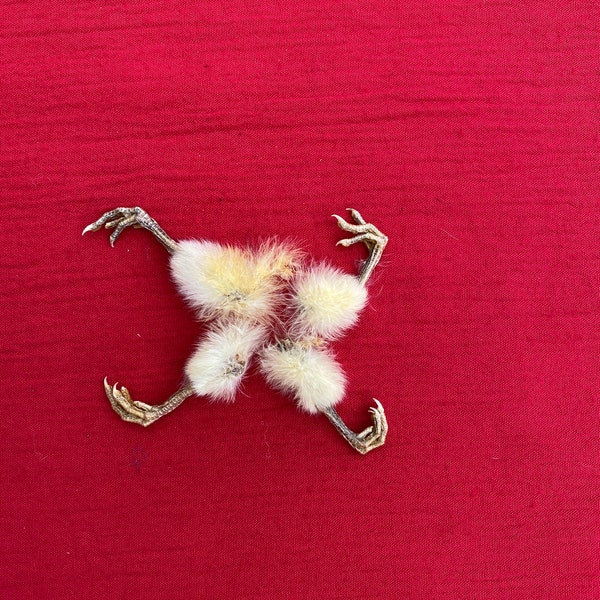 Four Exquisite Tiny Bird Feet for Craft Projects