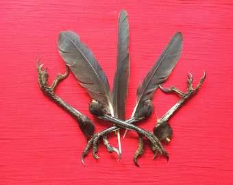Four Genuine English Carrion Crow Feet with a few Crow feathers