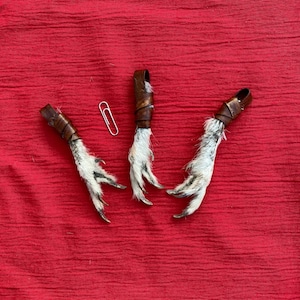 A Scottish Red Grouse Foot necklace or key fob