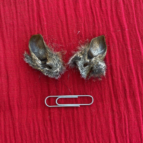 Due orecchie di scoiattolo grigie