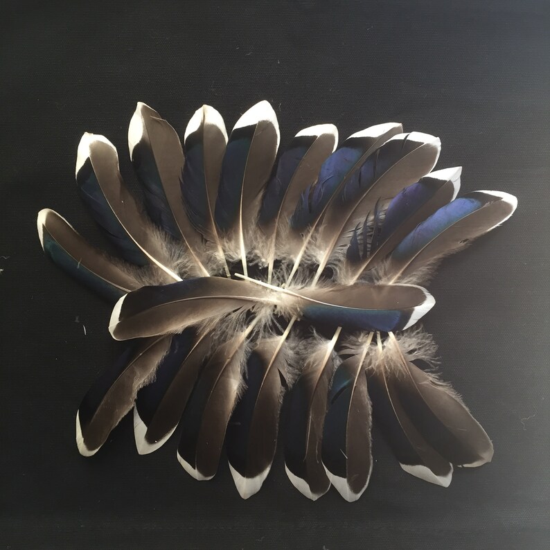 20 Wild Duck Feathers for Crafting Etsy