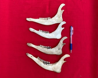 Four Muntjac Deer Jaw Bones