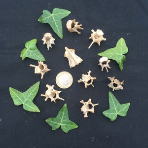 Ten Fox Bones for Crafting or Jewellery Making