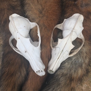 May include: Two white animal skulls with visible bone structure, set against a brown fur background.