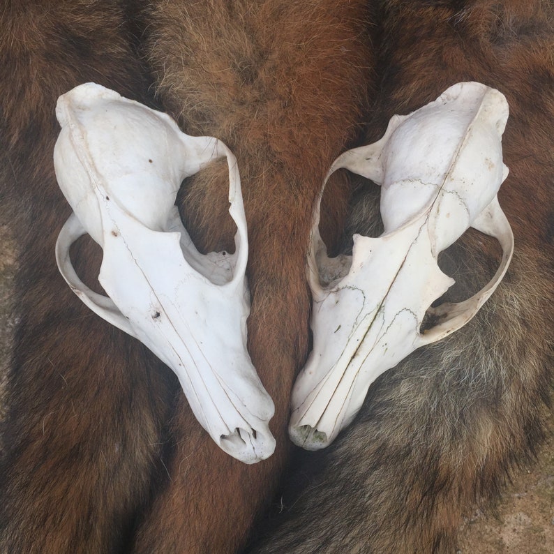 Two Red Fox Skulls for Craft Projects