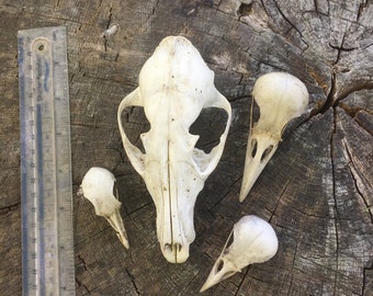 キツネ、カラス、カササギ、ハトの頭蓋骨