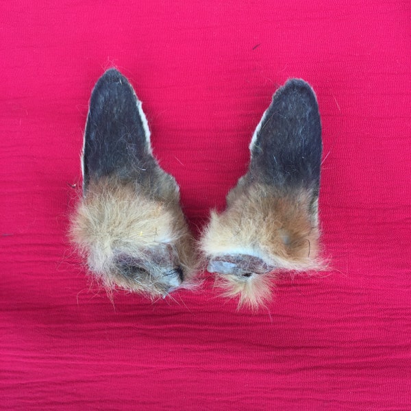 A Pair of Real Fox Ears
