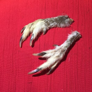 A Pair of Wild Red Grouse Feet
