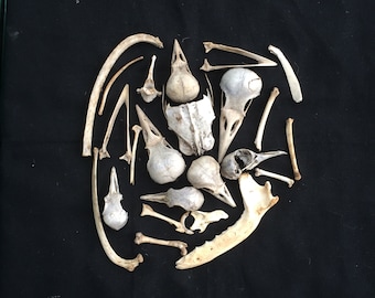 20 Animal and Bird Skulls and Bones for craft projects
