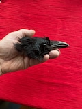 Genuine preserved Crow skull head feathers taxidermy animal bones witchcraft