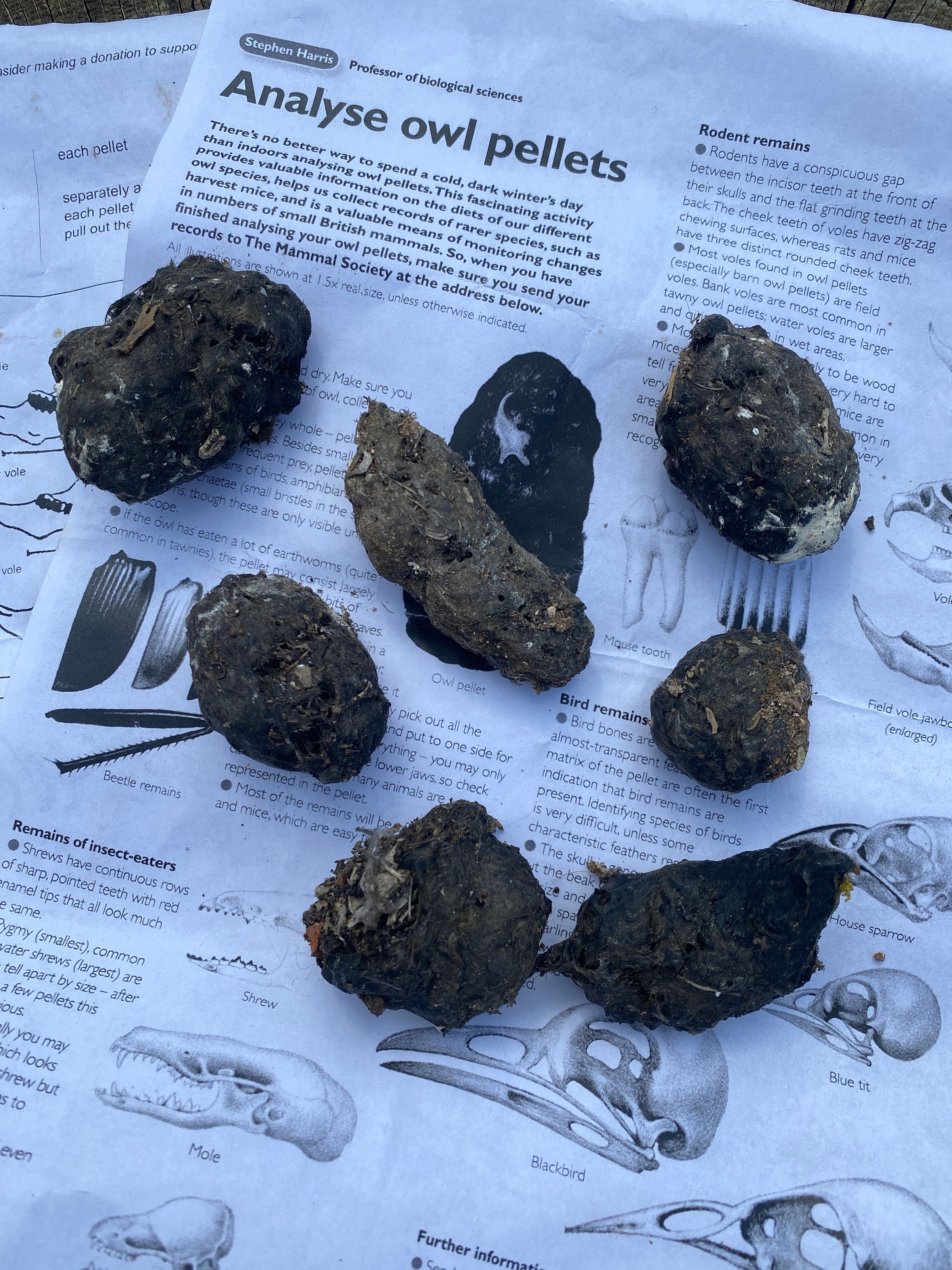 Three English Barn Owl pellets with instructions for Etsy