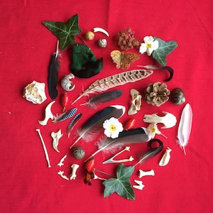 Natural History Mystery Parcel of 15 Items