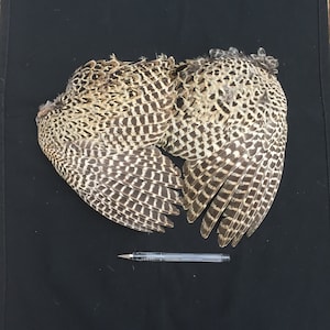 A pair of Pheasant Wings feathers