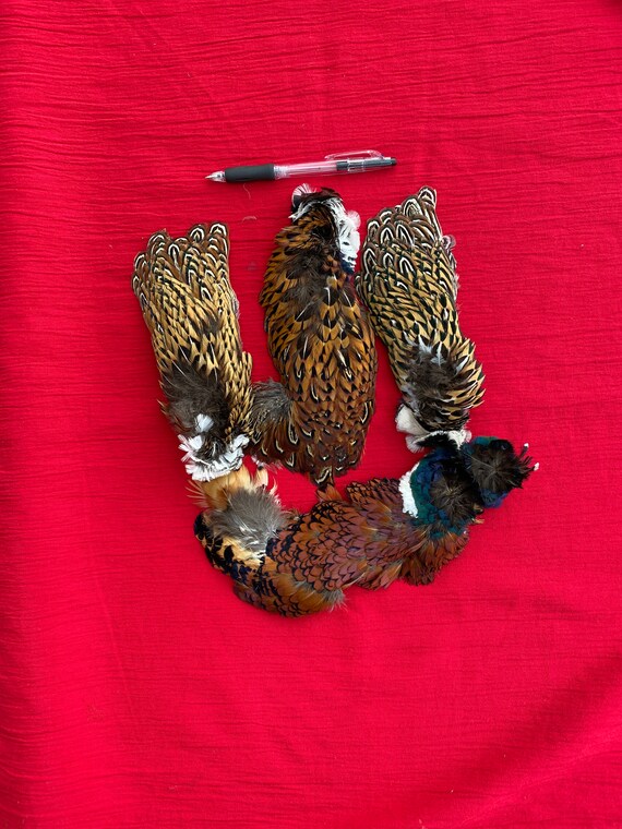 Pheasant Feathers for Art or Craft Projects | Etsy