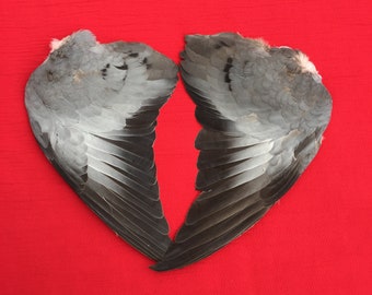 A Pair of Wild Pigeon Wings ready for crafting