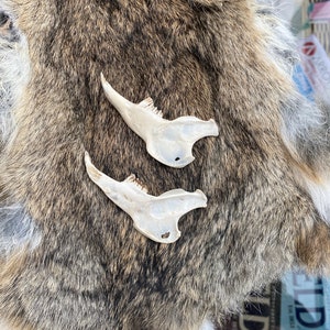 Two Wild Hare Jaw Bones