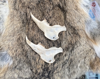 Two Wild Hare Jaw Bones