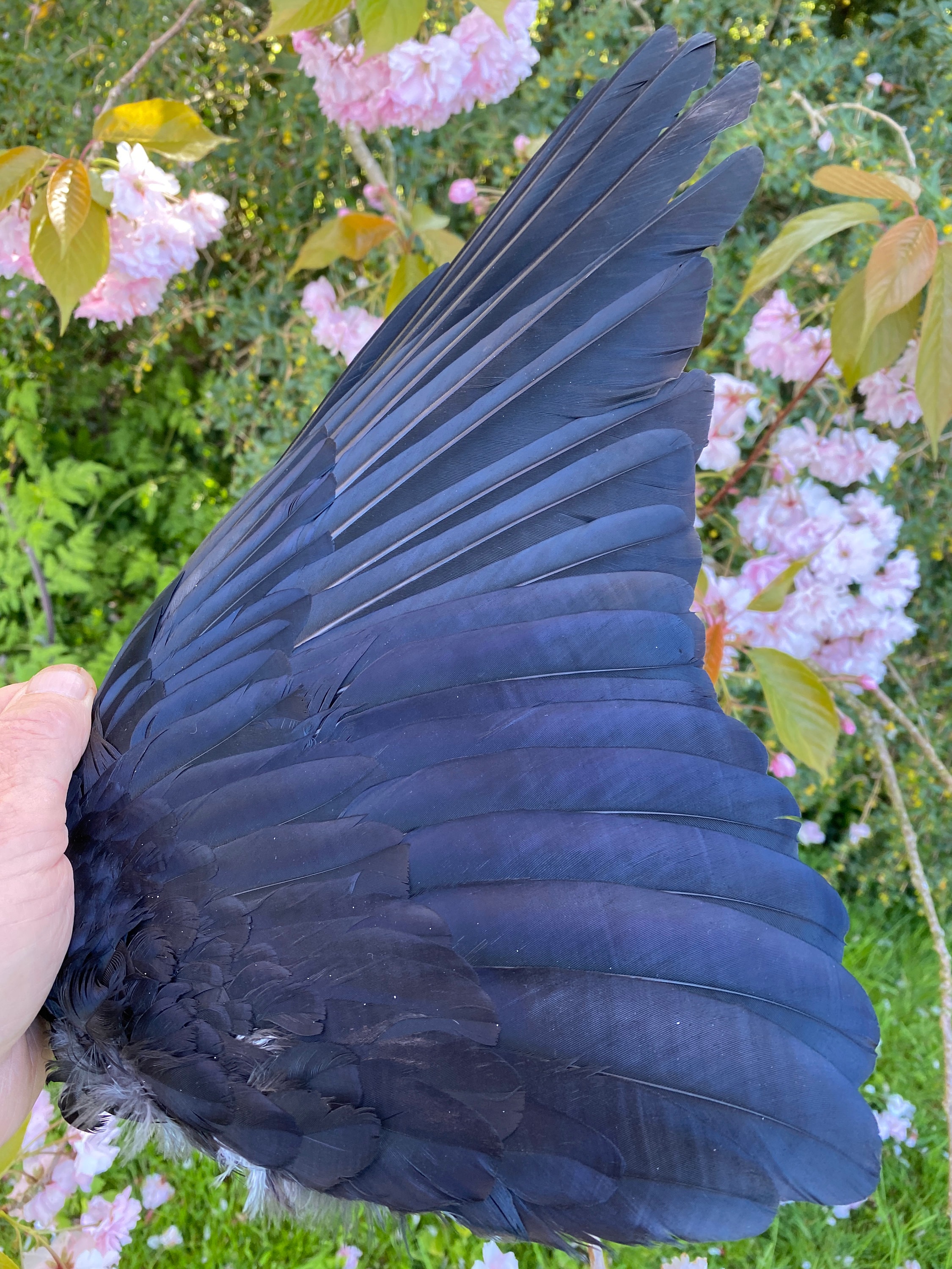 SMUDGE FAN CROW WING RAVEN WICCA WITCHCRAFT PAGAN MAGICK FEATHERS