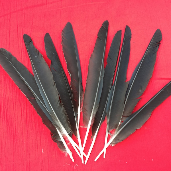 Ten Long English Crow Wing Feathers