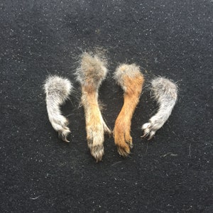 Four Squirrel Feet for Craft Work