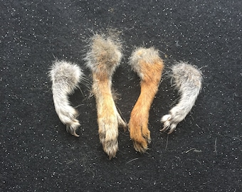 Four Squirrel Feet for Craft Work