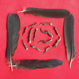 May include: A red background with four black feathers arranged in a square shape. In the center of the square are several small, dark brown, claw-like objects.