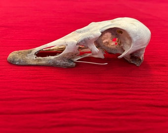 ガチョウ 頭骨 B 即納☆ 高品質 ガチョウ 頭骨 ♂ - 頭骨・骨格標本・剥製販売