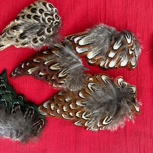 May include: Five pheasant feathers in various colours and patterns, including brown, white, and green, arranged on a red surface. A black pen is included for scale.