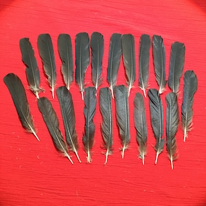 20 English Crow Tail Feathers (small)