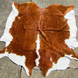 May include: A brown and white cowhide rug with a natural, rustic look. The hide is soft and supple, with a natural sheen. The rug is perfect for adding a touch of Western charm to any room.
