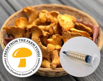 Chanterelle Mushroom Etsy