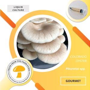 Colorado Oyster Mushroom Liquid Culture