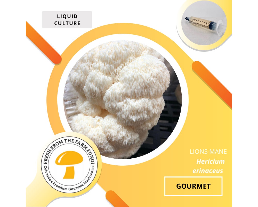 Culture liquide de champignons Lions Mane