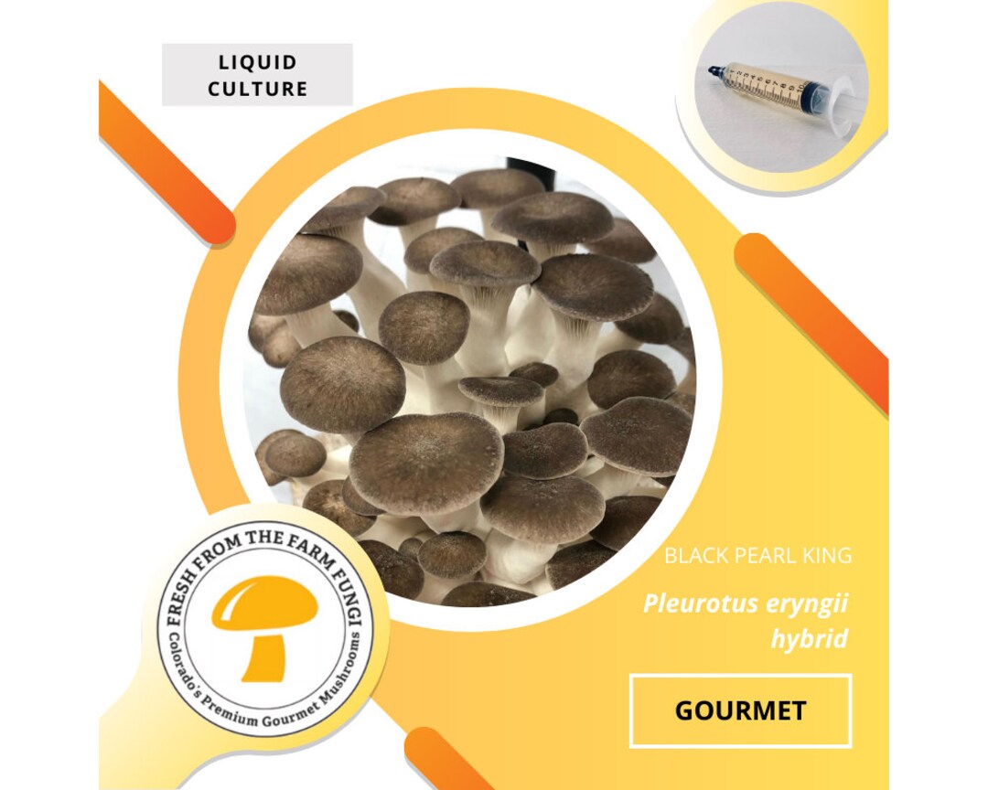 英語洋書 北アメリカのキノコ図鑑 【Mushrooms of North America