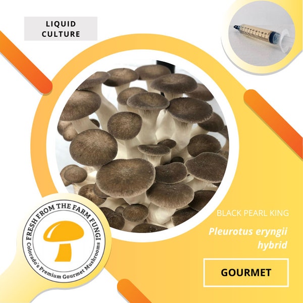 Black Pearl King Oyster Mushroom Liquid Culture