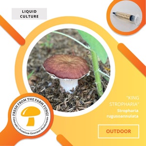Puede incluir: Primer plano de un hongo marrón y blanco que crece en el bosque. El hongo está etiquetado como "King Stropharia" y "Stropharia rugusoannulata". La imagen también incluye una jeringa y un logotipo para "Fresh From The Farm Fungi".