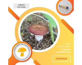 King Stropharia Mushroom Liquid Culture