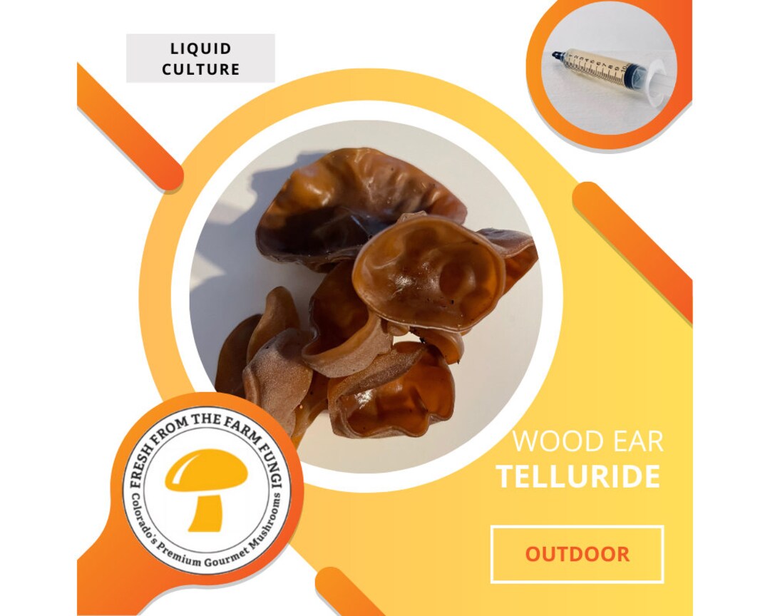 Wood Ear Mushroom Liquid Culture telluride, CO Etsy