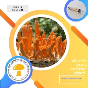 Cordyceps Militaris (16c6c) Mushroom Liquid Culture