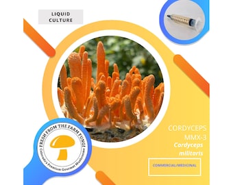 Cordyceps Militaris (16c6c) Mushroom Liquid Culture