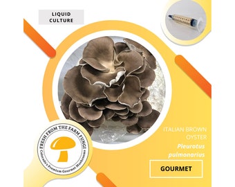 Italian Brown Oyster Mushroom Liquid Culture