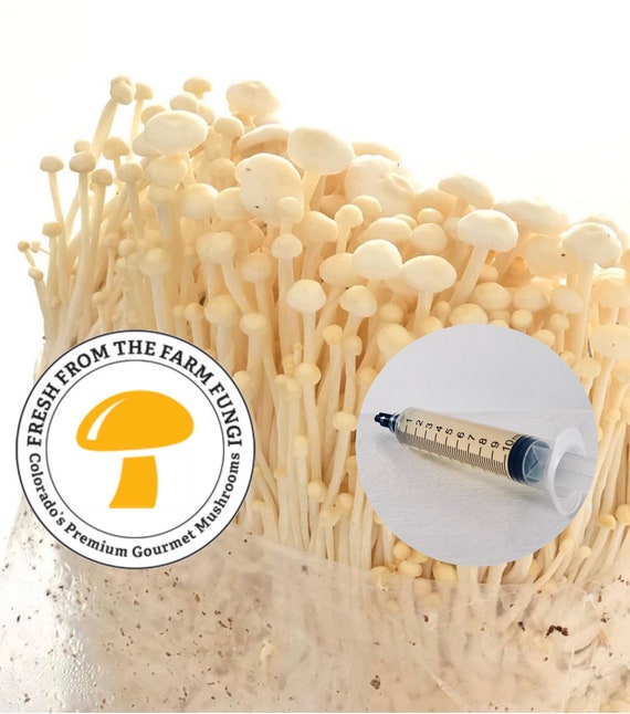 Enoki Mushroom Liquid Culture Etsy