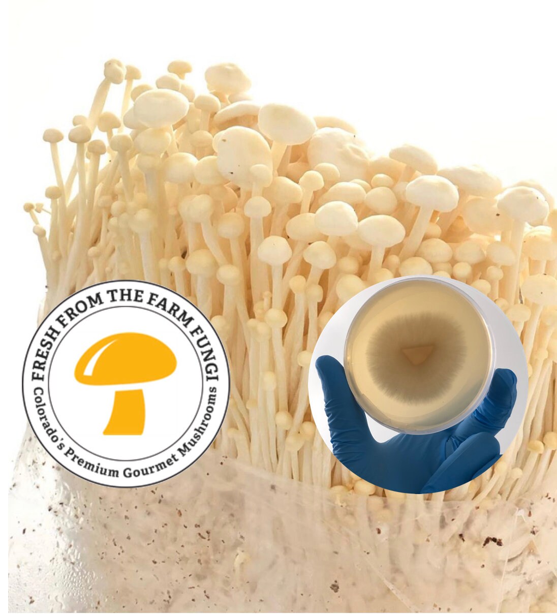 Enoki Mushroom Plate Culture Etsy Uk Enoki Mushroom Plate Culture Etsy Uk