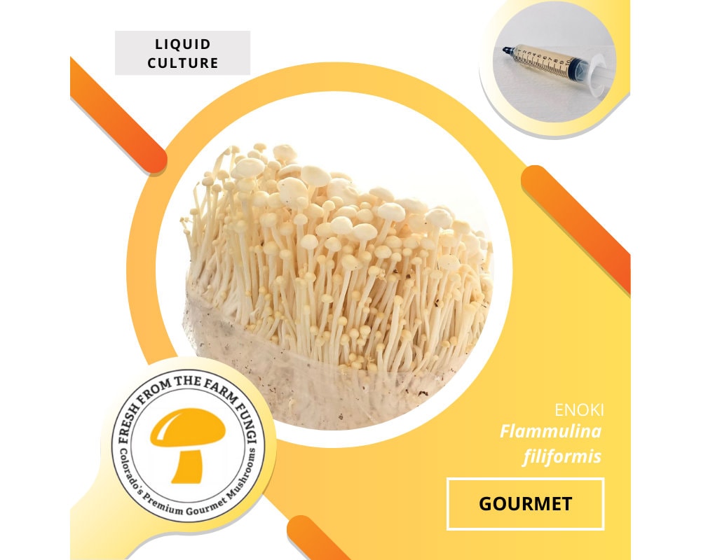 Enoki (winter) Mushroom Liquid Culture | Cold Tolerant - Etsy Enoki (winter) Mushroom Liquid Culture | Cold Tolerant - Etsy